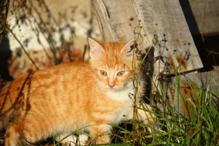 猫，小猫，猫宝宝，年轻的猫，年轻的猫，鲭鱼