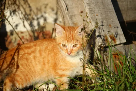 猫,小猫,猫宝宝,年轻的猫,年轻的猫,鲭鱼 猫,小猫,猫宝宝,年轻的猫,年轻的猫,鲭鱼