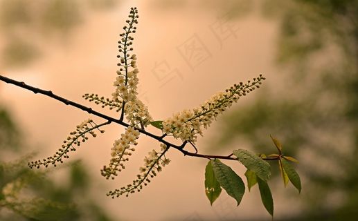 夏天，太阳，道路，树，鲜花，明亮，绿色