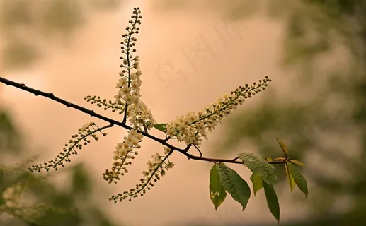 夏天，太阳，道路，树，鲜花，明亮，绿色