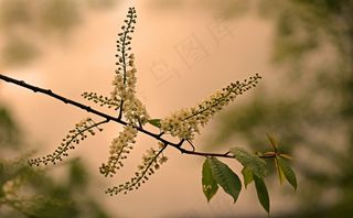 夏天，太阳，道路，树，鲜花，明亮，绿色