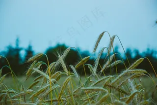 植物,花卉,盆栽植物,金狗尾草,狗尾草,田间农业小麦
