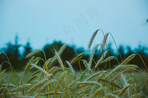 植物,花卉,盆栽植物,金狗尾草,狗尾草,田间农业小麦 植物,花卉,盆栽植物,金狗尾草,狗尾草,田间农业小麦