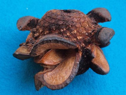 木柴山龙眼，山龙眼Menziesii，山龙眼