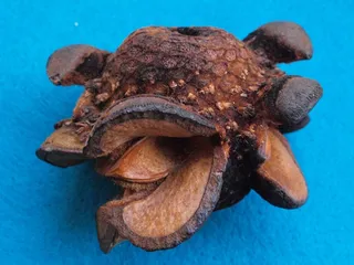 木柴山龙眼，山龙眼Menziesii，山龙眼