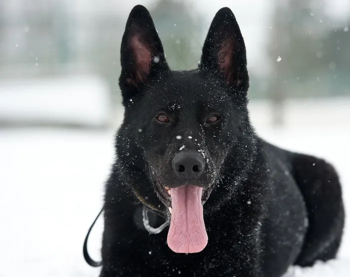 狗，德国牧羊犬，雪，片，犬，肖像