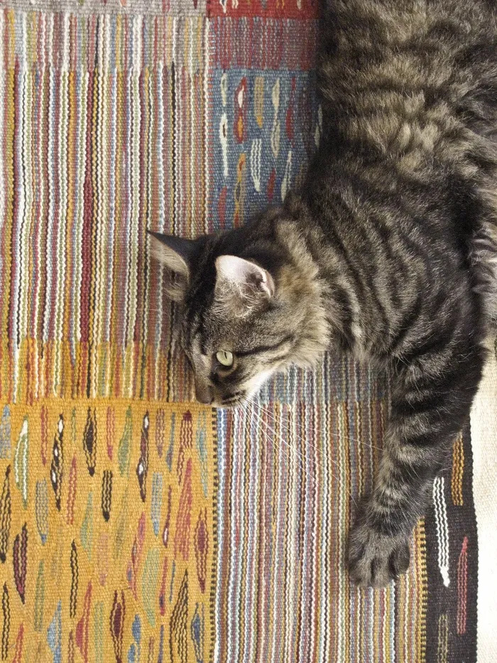 猫，动物，宠物，Yapeto，行，结构