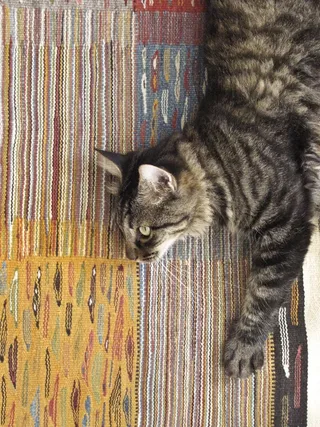 猫，动物，宠物，Yapeto，行，结构