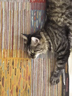 猫,动物,宠物,Yapeto,行,结构 猫,动物,宠物,Yapeto,行,结构