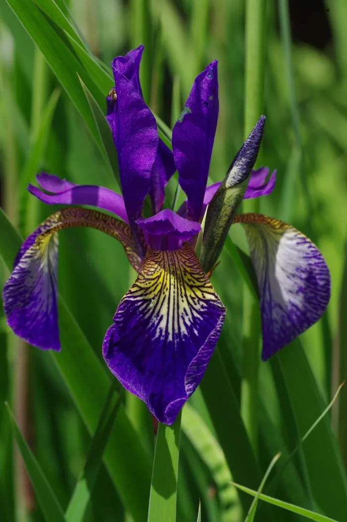 开花，蓝色，紫，百合，鸢尾花，野生植物