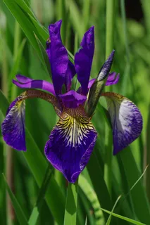 开花，蓝色，紫，百合，鸢尾花，野生植物