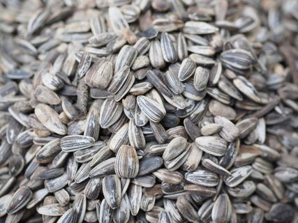 葵花籽，鸟籽，种子，食品