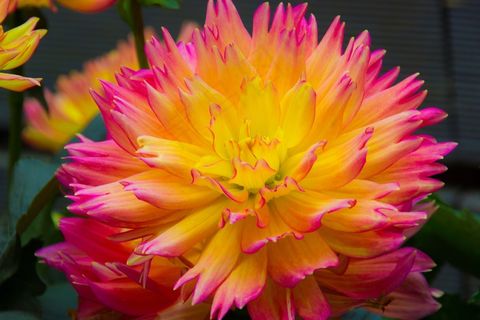 花，颜色，鲜花，黄色，粉红色