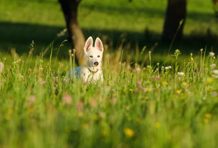 狗小狗花草甸，花草甸，小狗