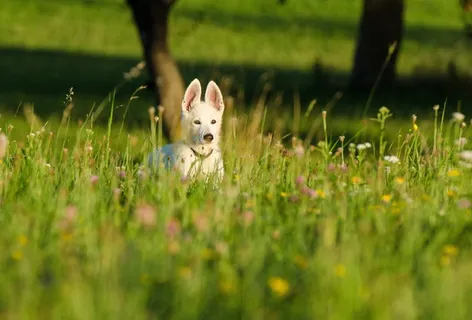 狗小狗花草甸，花草甸，小狗