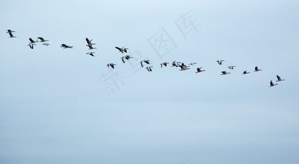 候鸟，鹅，野鹅，鸟群