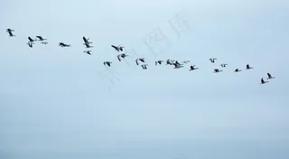 候鸟，鹅，野鹅，鸟群