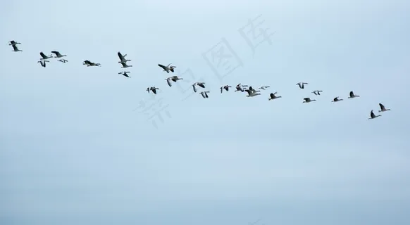 候鸟,鹅,野鹅,鸟群 候鸟,鹅,野鹅,鸟群