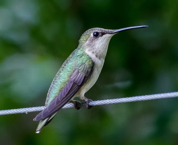 蜂鸟，Trochilidae，鸟，动物，花蜜，羽毛