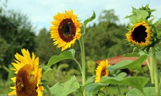 向日葵，鲜花，黄色，蓝色，夏天，场，植物群
