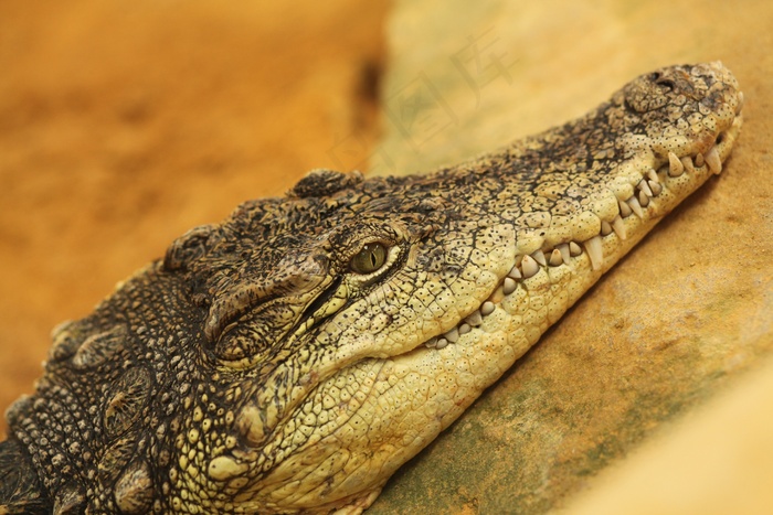 动物，鳄鱼，自然，动物世界，动物区系