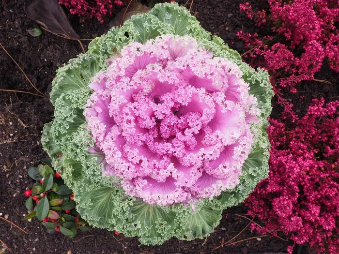 观赏白菜，叶子，克劳斯，Fraktalähnlich