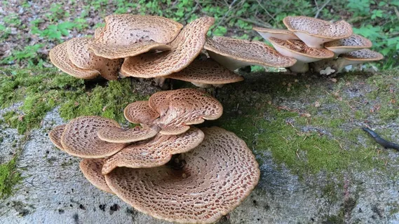 树真菌,森林蘑菇,森林,蘑菇,树 树真菌,森林蘑菇,森林,蘑菇,树