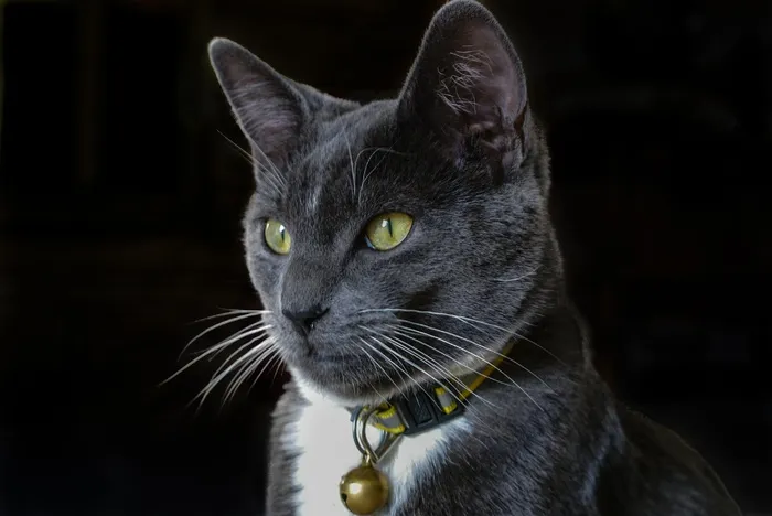 猫，灰色，动物，家养，年轻，宠物，毛皮