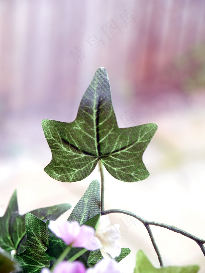 常春藤，叶子，绿色，性质，植物，装饰，花的
