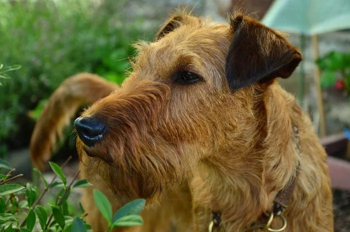 狗，爱尔兰梗，Hundeportrait，动物肖像