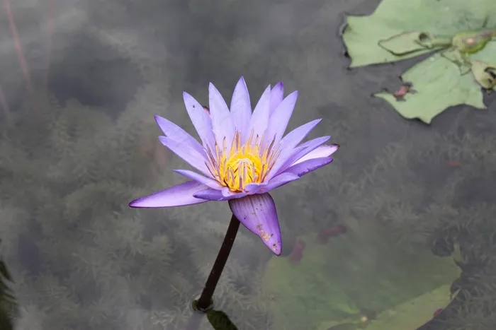 莲花，花，盛开，开花，自然，花瓣，花的