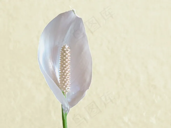 花，精致，白花，装饰