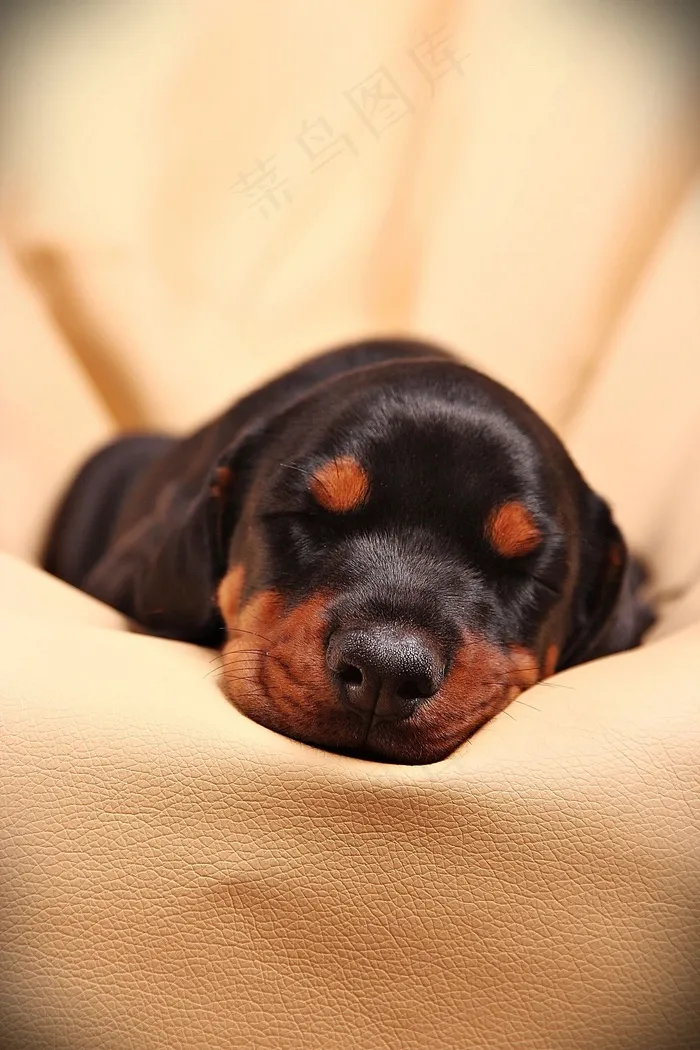 睡眠，狗，杜宾，宠物，动物，犬