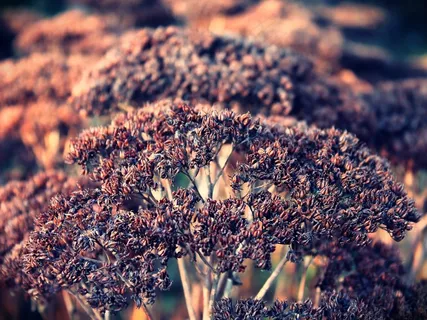 植物,大自然,花,冬季,景观,植物学 植物,大自然,花,冬季,景观,植物学