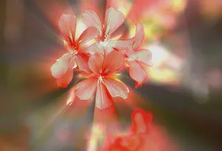 鲜花，一小束天竺葵