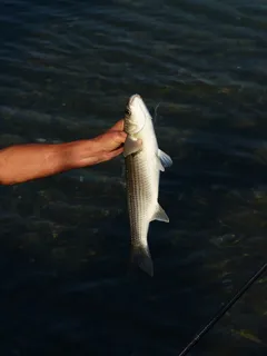 鱼，捞，菲舍尔，保持，手，手臂，猎物，鳍