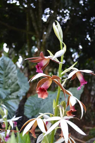 兰花，开花，植物