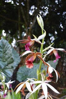 兰花,开花,植物 兰花,开花,植物