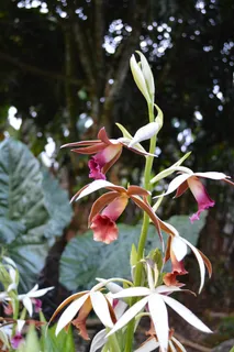 兰花,开花,植物 兰花,开花,植物