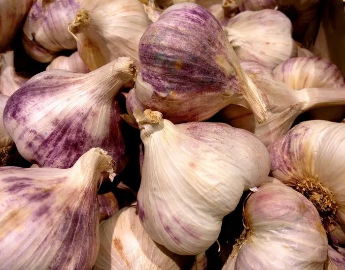 大蒜，紫罗兰色，大蒜头，鳞茎