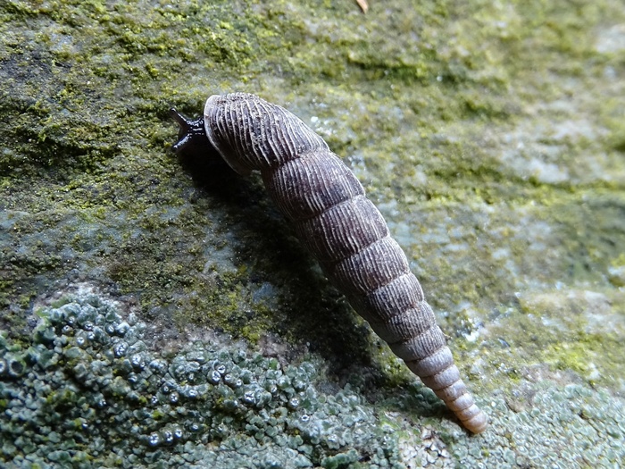 蜗牛，细长Schneckenhaus，岩石，黑暗