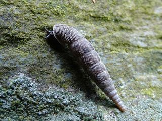 蜗牛，细长Schneckenhaus，岩石，黑暗