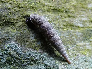 蜗牛，细长Schneckenhaus，岩石，黑暗
