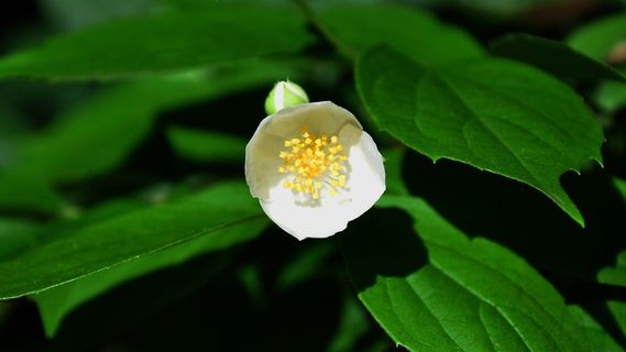 Philadelphus布什，白色，春天