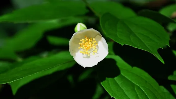 Philadelphus布什,白色,春天 Philadelphus布什,白色,春天
