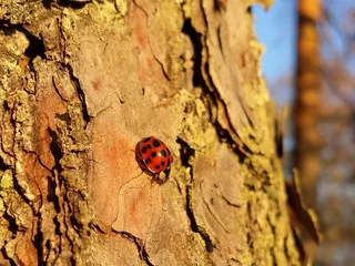 瓢虫，甲虫夫人，瓢虫，甲虫，森林，树