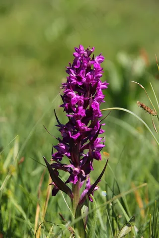 花，兰花，Knabenkraut，阿尔卑斯山