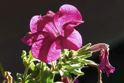 矮牵牛，粉红色，盛开，开花，华美，详细信息，植物群