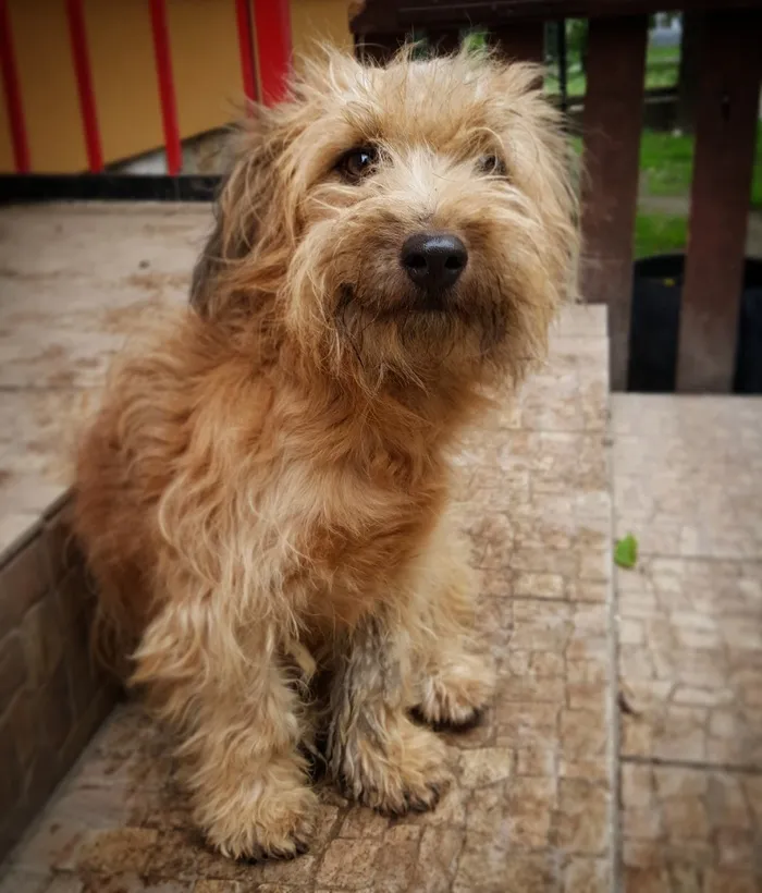 狗，犬，犬，毛皮大衣，法式吐司，动物区系