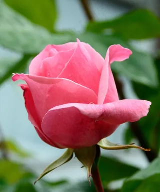 玫瑰，粉红色，开花，花，玫瑰绽放